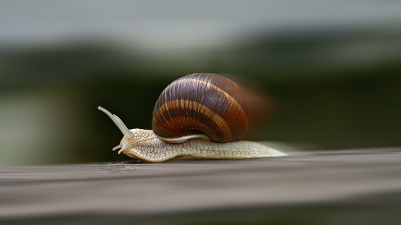 蜗牛速度图